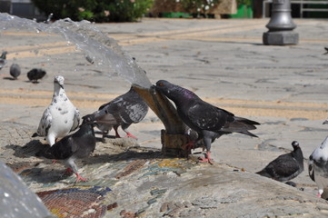 Pigeons in Cyprus