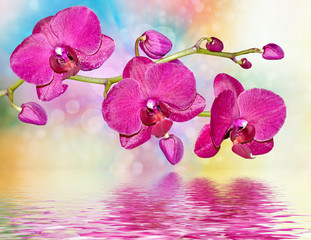 Colorful bright orchid flowers on a background of the summer lan