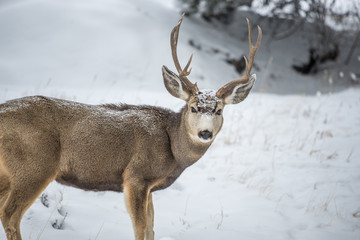 Naklejka na ściany i meble Winter Mule Deer Buck