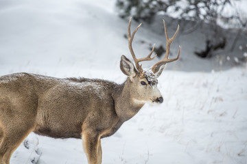Winter Mule Deer Buck