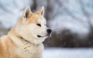Winter portrait of Japanese Dog Akita Inu