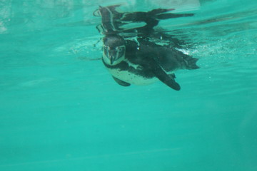 humbolt penguin swimming (Spheniscus humboldti)