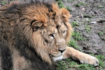 Fototapeta na wymiar Asiatic lion close up rare and endagered