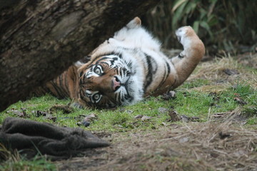 Tiger - Sumatran Tiger from Sumatra rare and endagered