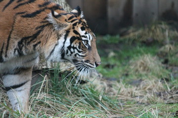 Tiger - Sumatran Tiger from Sumatra rare and endagered