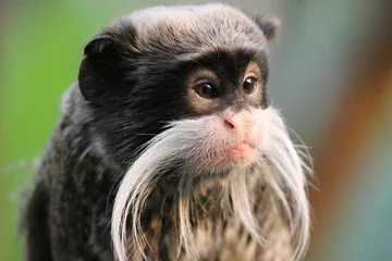 Papier Peint photo Lavable Singe Emperor Tamarin monkey on branch white mustache stock photo photograph image picture 