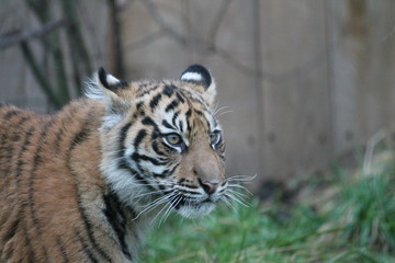 Tiger - Sumatran Tiger from Sumatra rare and endagered