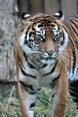 Naklejka premium Sumatran Tiger rare and endagered