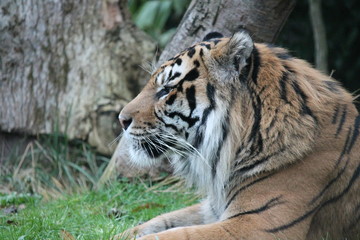 Fototapeta na wymiar Sumatran Tiger rare and endagered