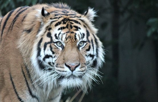 tiger Sumatran rare and endagered close-up background with copy space stock, photo, photograph, image, picture, press, 