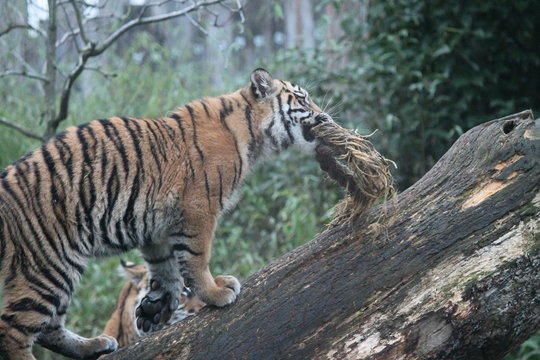 Tiger - Sumatran Tiger from Sumatra rare and endagered
