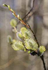 Willow twig