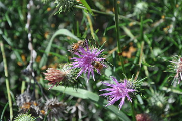 Chamaepeuce Flowers in Cyprus