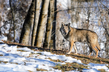 Young italian wolf (canis lupus italicus) in wildlife center "Uomini e lupi" of Entracque, Maritime Alps Park (Piedmont, Italy)