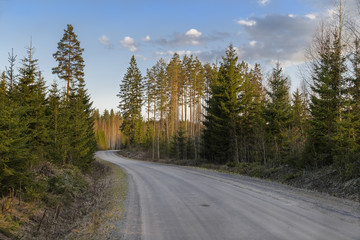 Fototapeta na wymiar Ground road in coniferous forest