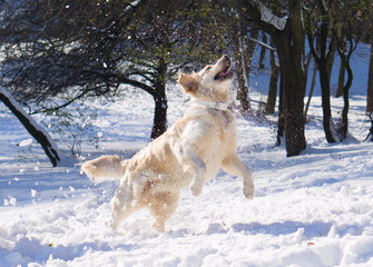 Amazing golden retriever dog jumping , playing snowballs.