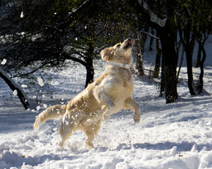 Amazing golden retriever dog jumping , playing snowballs. 