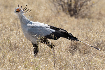 Africa  Botswana wildlife birds secretary bird
