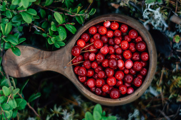 Cup of fresh lingon berries