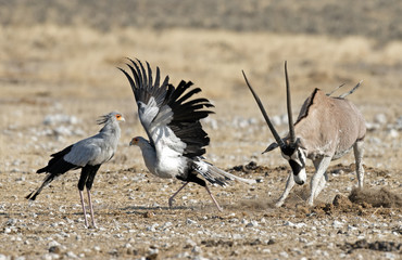 An Oryx takes exception to a couple of Secretary birds in Etosha National Park,Namibia,Africa.