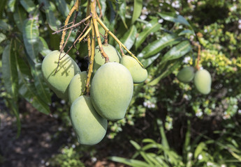 Mangoes growing on tree.