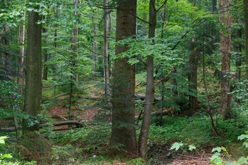 Natural mixed stand of Bieszczady Mountain region