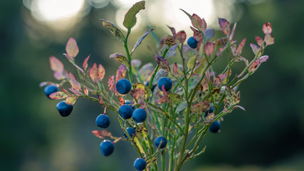Blueberry bush in the sun