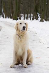 Adorable golden retriever dog sitting on snow. Winter in park.