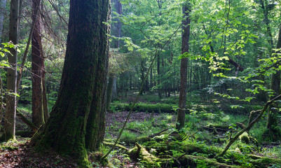 Old monumental Oak Tree(Quercus robur) in front of deciduous stand