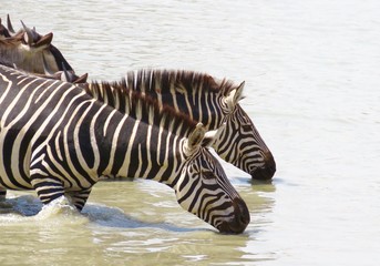 Fototapeta na wymiar Zebras African safari 