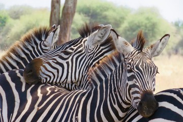Fototapeta na wymiar Zebras African safari 