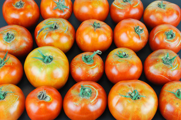 fresh farm picked tomatoes