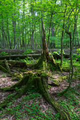 Fototapeta premium Partly declined stumps and broken oak in background