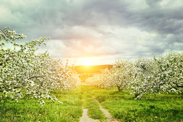 Apple orchard in springtime