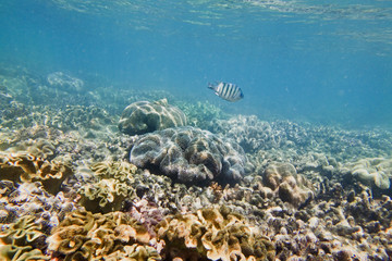Fototapeta premium QE Corals 1 fish