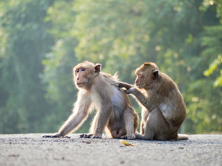 Monkey (crab-eating macaque) Asia Thailand