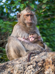 Mother monkey and baby monkey