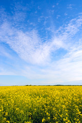 Obraz premium Rape field and blue sky with clouds on a sunny day