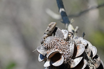 Australian native Jacky Dragon lizard, Amphibolurus muricatus, resting on a Banksia serrata cone in eucalypt forest, Royal National Park, Sydney, Australia
