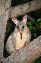 Australian Brushtail possum, Trichosurus vulpecula, climbing a tree in a Sydney backyard. Chest fur stained brown from scent glands used to mark territory.