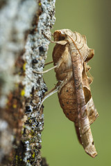 Angle Shades (Phlogophora meticulosa), on tree, Galicia, Spain.