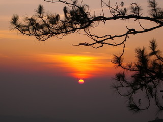 sunset through pine tree