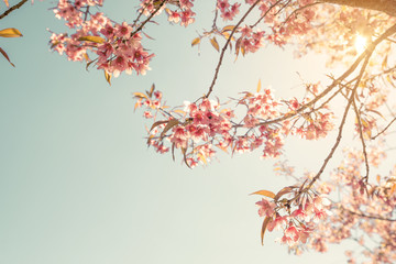 Fototapeta premium Vintage cherry blossom - sakura flower. nature background