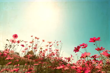  Landscape vintage nature background of cosmos flower field with sunlight blue sky. vintage color tone © jakkapan