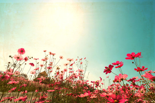 Landscape vintage nature background of cosmos flower field with sunlight blue sky. vintage color tone