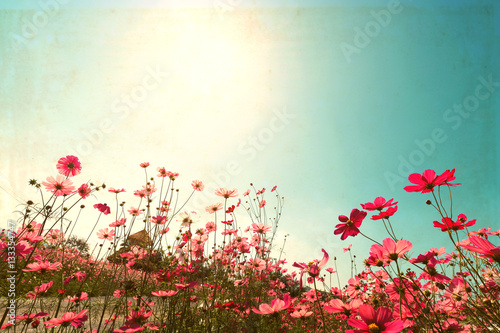 Landscape Vintage Nature Background Of Cosmos Flower Field With Sunlight Blue Sky Vintage Color Tone Wall Mural Jakkapan