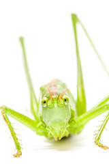 saltamontes verde_tettigonia viridissima_150701_091