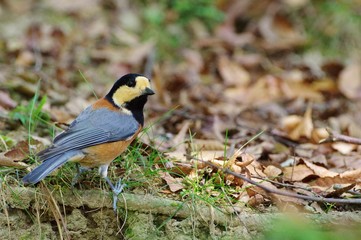 Varied tit　ヤマガラ　森の元気な小鳥