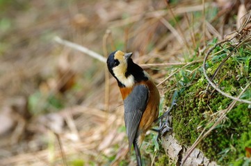 Varied tit　ヤマガラ　森の愛嬌者