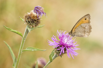 butterfly, nispola (coenonympha pamphilus)